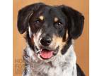 Adopt 24-063 Sherlock a Australian Cattle Dog / Blue Heeler, Dachshund
