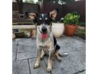 Adopt 24-064 Watson a Australian Cattle Dog / Blue Heeler, Dachshund