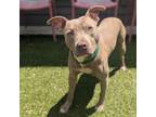 Adopt Tacoma a Pit Bull Terrier