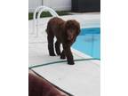 Adopt Donatello a Labrador Retriever
