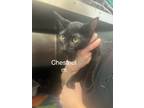 Adopt Chestnut a Domestic Short Hair