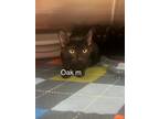 Adopt oak a Domestic Short Hair