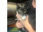Adopt Willy a Domestic Short Hair