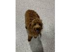 Dog for adoption - Knows sit/good on leash. Garrett, a Goldendoodle