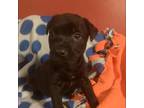 Dog for adoption - Roxy, a Black Labrador Retriever & Boxer Mix