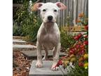 Adopt Albert a Pit Bull Terrier
