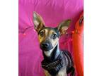 Dog for adoption - Kendall, a Manchester Terrier & Rat Terrier Mix