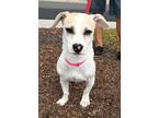 Dog for adoption - Remy, a Jack Russell Terrier Mix