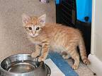 Sunny Domestic Shorthair Kitten Male