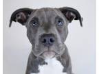 Dog for adoption - Tug, a Pit Bull Terrier Mix