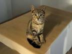 Adopt Gale a Domestic Short Hair, Tabby