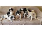 Dog for adoption - Cavapoo male or female, a Cavapoo