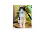 Adopt Penn a Domestic Short Hair, Tabby