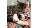 Adopt BaeBae a Domestic Short Hair