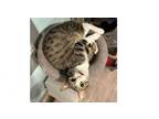 Adopt Goblin a Domestic Short Hair