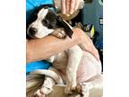 Dog for adoption - Winifred, an English Pointer & English Foxhound Mix