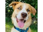 Adopt Apollo fka Crimper a Saint Bernard