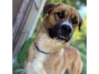 Adopt Zeus aka Thimble a Saint Bernard