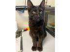 Adopt Sloth a Domestic Short Hair