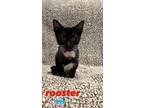 Adopt Rooster a Domestic Short Hair