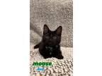 Adopt Moose a Domestic Short Hair