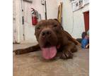 Adopt Andre a American Staffordshire Terrier