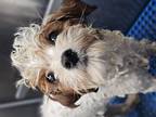 Dog for adoption - Milly, a Cavalier King Charles Spaniel & Shih Tzu Mix