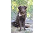 Adopt Crow - Adoptable a Australian Shepherd, Mixed Breed