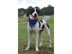Adopt Kramer - Adoptable a Hound, Affenpinscher