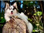 Adopt Waffles *SPECIAL BEHAVIORAL NEEDS. READ COMPLETE BIO.* a Pomeranian, Husky