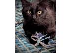 Adopt Lumi a Domestic Medium Hair