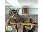 Adopt JJ a Domestic Short Hair