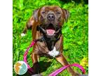Adopt Jimmy Johns a Pit Bull Terrier
