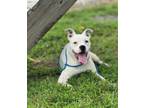 Adopt Brody a American Staffordshire Terrier, Mixed Breed