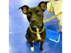 Adopt Milo a Black Labrador Retriever, Mixed Breed