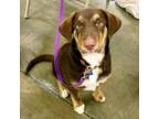 Adopt Sprout a Australian Shepherd, Mixed Breed
