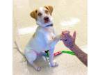 Adopt Felix a Yellow Labrador Retriever, Hound