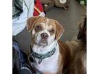 Adopt Great White a Shih Tzu, Mixed Breed