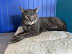 Adopt Freeloader a Domestic Short Hair