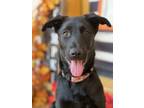 Adopt Annie a German Shepherd Dog, Poodle