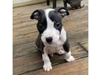 Adopt The Situation a Pit Bull Terrier, Mixed Breed