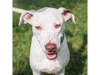 Adopt Casper a Mixed Breed