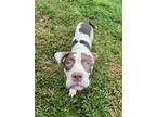 Adopt Moose a American Bully