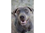 Adopt Stan a Pit Bull Terrier, Mixed Breed