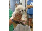 Adopt Maurice a Domestic Short Hair