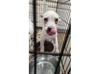 Adopt Jack a Terrier, Mixed Breed