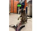 Adopt Marley a Domestic Short Hair