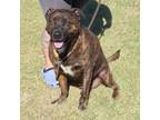 Adopt Tiny a Pit Bull Terrier