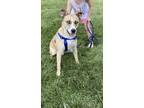 Adopt Kobe a Australian Shepherd, Siberian Husky
