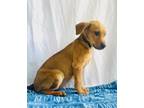 Adopt Cregan a Labrador Retriever
